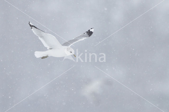 Stormmeeuw (Larus canus)