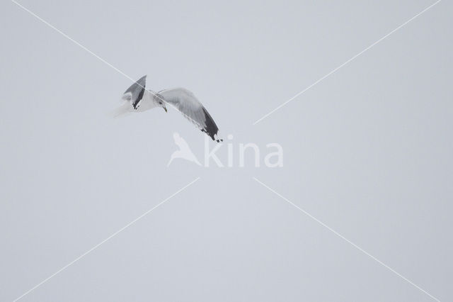 Stormmeeuw (Larus canus)