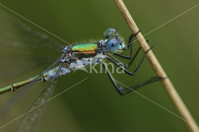 Tangpantserjuffer (Lestes dryas)