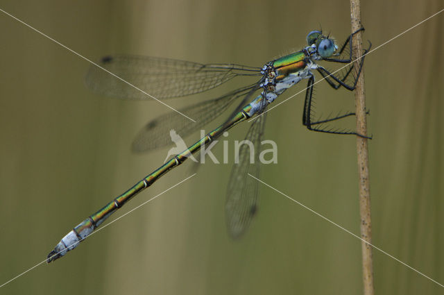 Scarce Emerald Damselfly (Lestes dryas)