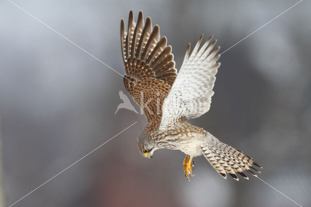 Common Kestrel (Falco tinnunculus)