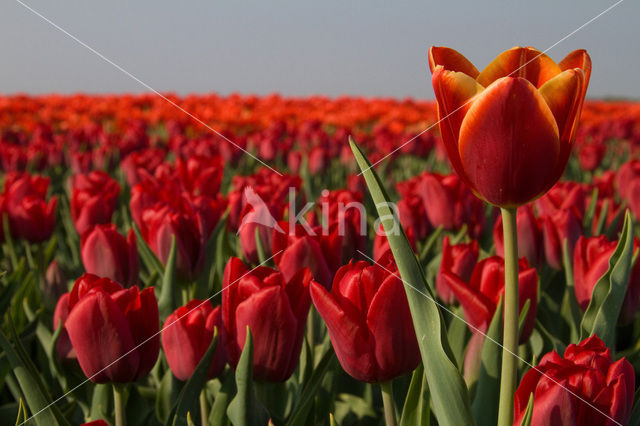 Tulip (Tulipa)