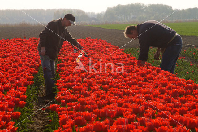 Tulip (Tulipa)