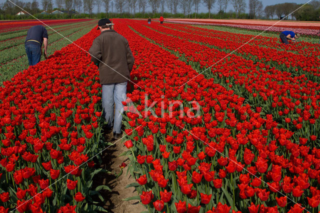 Tulip (Tulipa)
