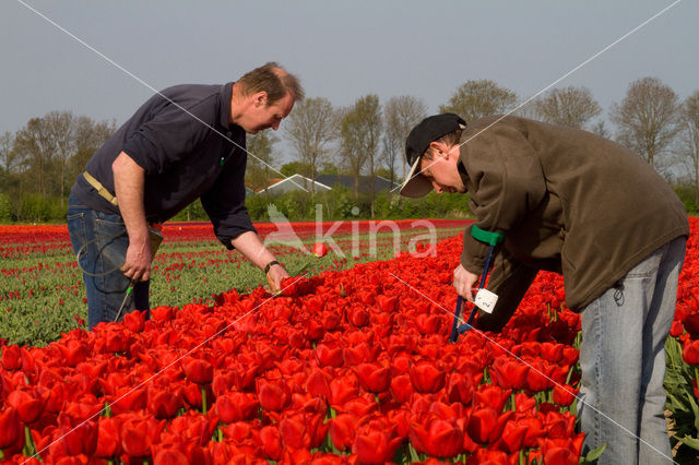 Tulip (Tulipa)