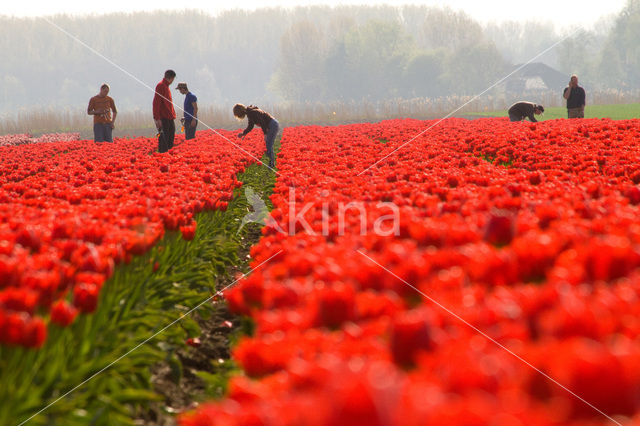 Tulip (Tulipa)