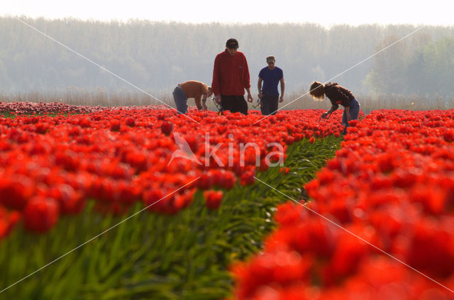 Tulp (Tulipa)