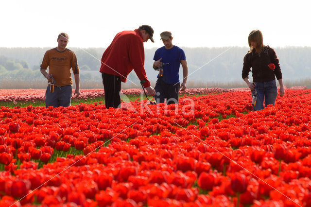 Tulip (Tulipa)