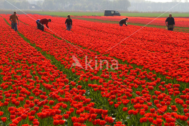 Tulip (Tulipa)