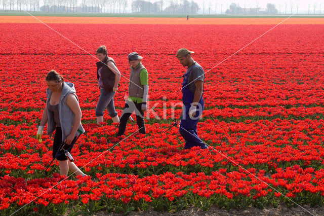 Tulip (Tulipa)