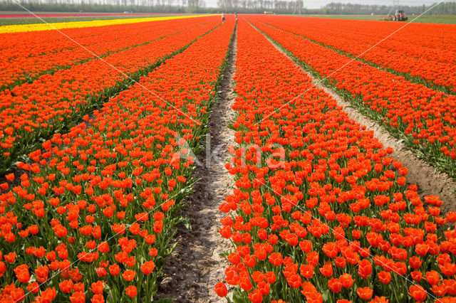 Tulip (Tulipa)