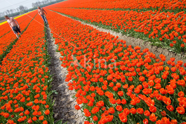 Tulip (Tulipa)