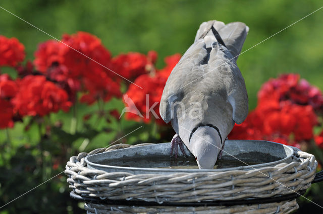 Turkse Tortel (Streptopelia decaocto)