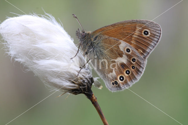 Veenhooibeestje (Coenonympha tullia)