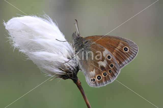 Veenhooibeestje (Coenonympha tullia)