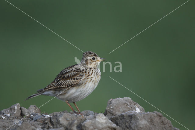 Veldleeuwerik (Alauda arvensis)