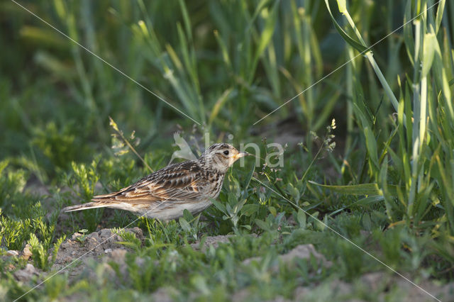 Veldleeuwerik (Alauda arvensis)