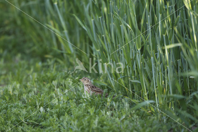 Sky Lark (Alauda arvensis)