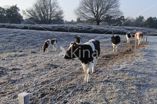 Cow (Bos domesticus)