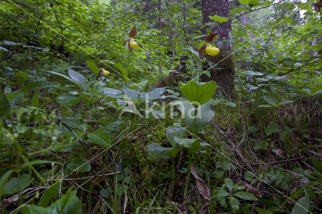 Lady’s slipper (Cypripedium calceolus)