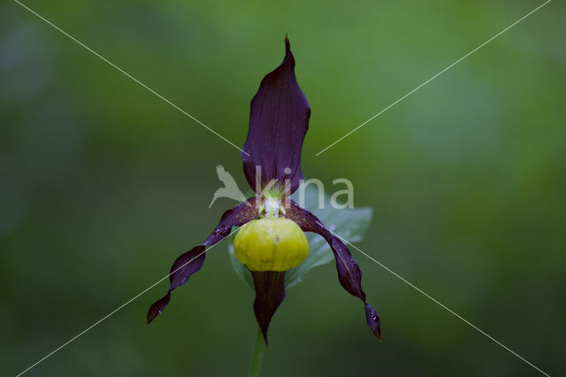 Lady’s slipper (Cypripedium calceolus)