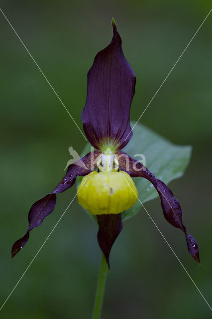 Lady’s slipper (Cypripedium calceolus)