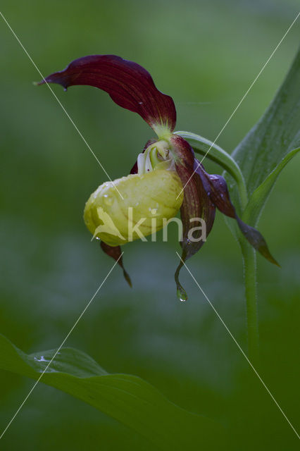 Lady’s slipper (Cypripedium calceolus)