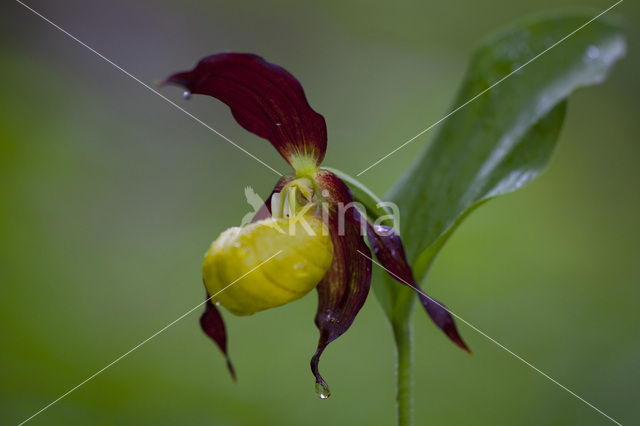 Lady’s slipper (Cypripedium calceolus)