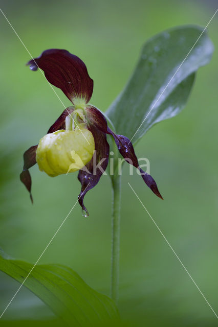 Lady’s slipper (Cypripedium calceolus)