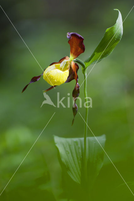 Lady’s slipper (Cypripedium calceolus)