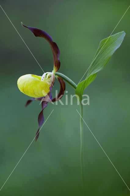 Lady’s slipper (Cypripedium calceolus)