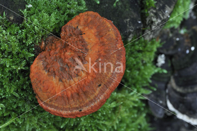 Cinnabar Bracket (Pycnoporus cinnabarinus)