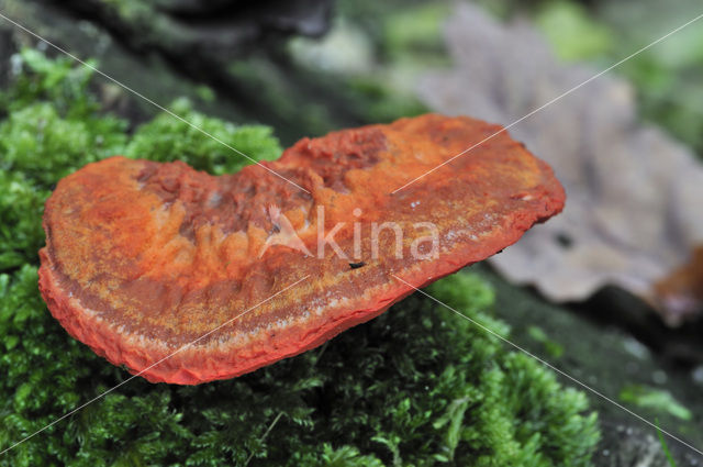 Cinnabar Bracket (Pycnoporus cinnabarinus)