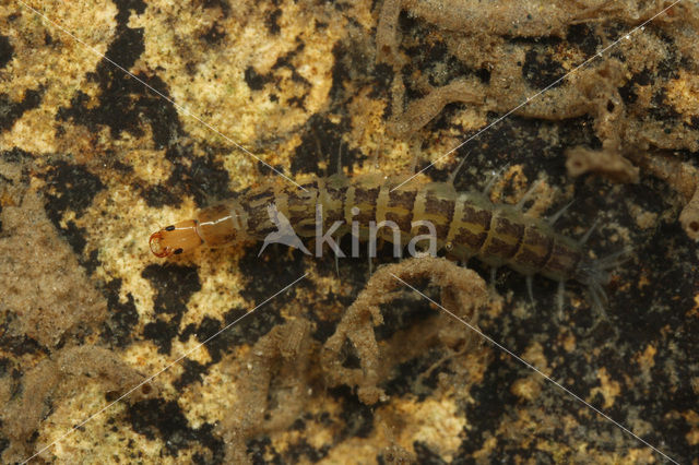 Orectochilus villosus