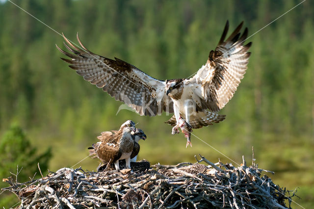 Visarend (Pandion haliaetus)