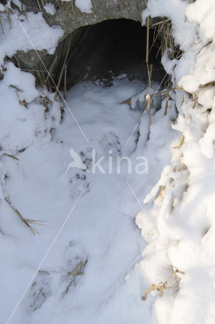 European Otter (Lutra lutra)