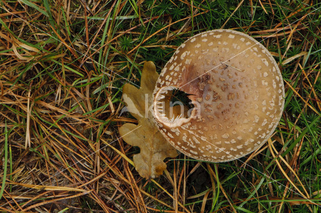 Fly agaric (Amanita muscaria)
