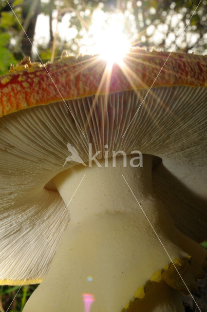 Fly agaric (Amanita muscaria)