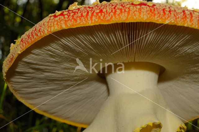 Vliegenzwam (Amanita muscaria)