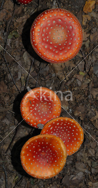 Vliegenzwam (Amanita muscaria)