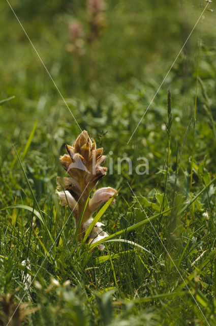 Walstrobremraap (Orobanche caryophyllacea)