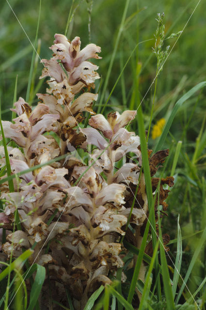 Walstrobremraap (Orobanche caryophyllacea)