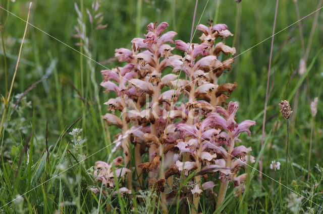 Walstrobremraap (Orobanche caryophyllacea)