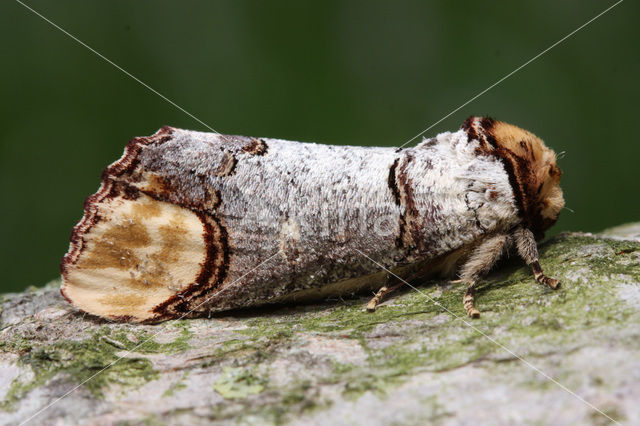 Wapendrager (Phalera bucephala)