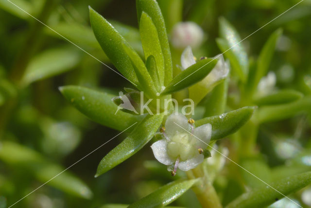 Watercrassula (Crassula helmsii)