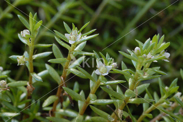 Watercrassula (Crassula helmsii)