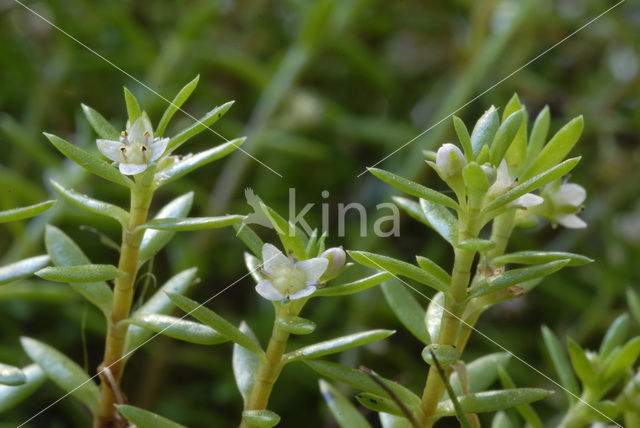 Watercrassula (Crassula helmsii)