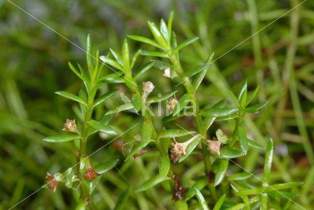 Watercrassula (Crassula helmsii)