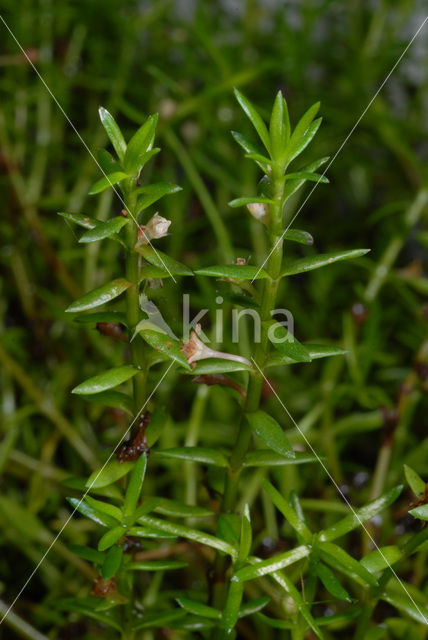 New Zealand Pigmyweed (Crassula helmsii)