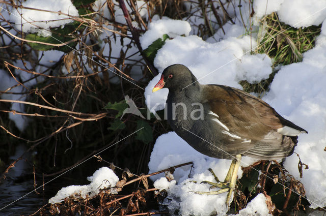 Waterhoen (Gallinula chloropus)